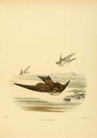 Reproducción/Reproduction 49522104948: A monograph of the Hirundinidae or family of swallows. London :Henry Sotheran & Co.,1885-1894.. 