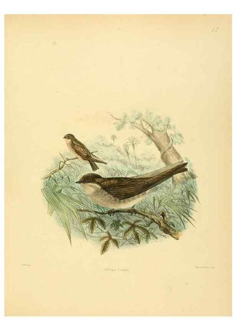 Reproducción/Reproduction 49522842417: A monograph of the Hirundinidae or family of swallows. London :Henry Sotheran & Co.,1885-1894.. 