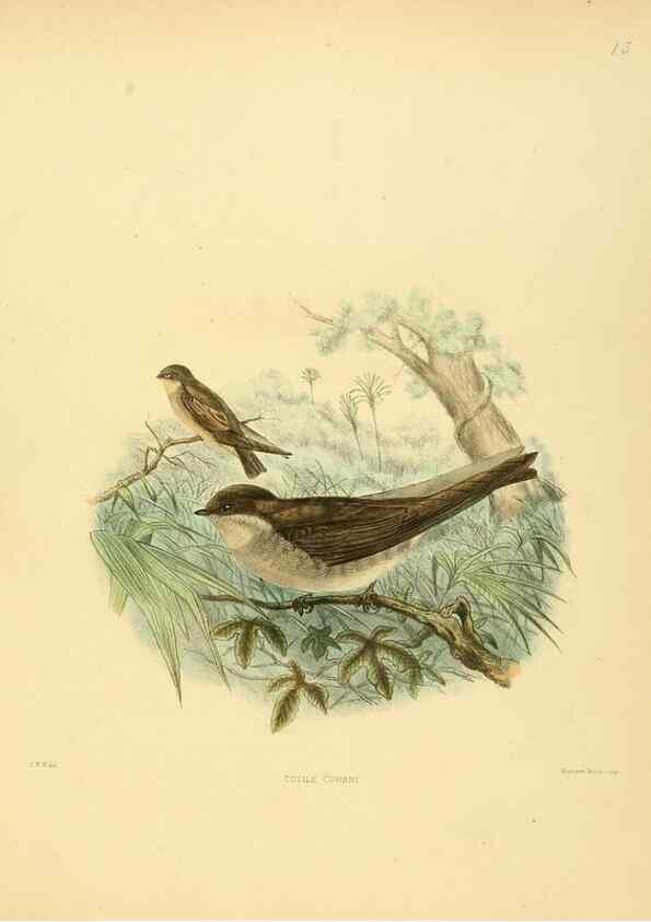 Reproducción/Reproduction 49522842417: A monograph of the Hirundinidae or family of swallows. London :Henry Sotheran & Co.,1885-1894.. 