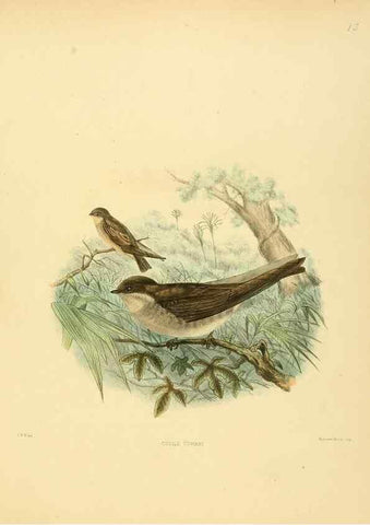 Reproducción/Reproduction 49522842417: A monograph of the Hirundinidae or family of swallows. London :Henry Sotheran & Co.,1885-1894.. 