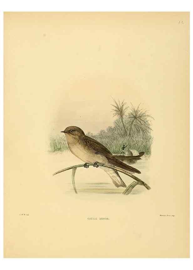 Reproducción/Reproduction 49522624736: A monograph of the Hirundinidae or family of swallows. London :Henry Sotheran & Co.,1885-1894.. 