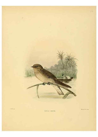 Reproducción/Reproduction 49522624736: A monograph of the Hirundinidae or family of swallows. London :Henry Sotheran & Co.,1885-1894.. 
