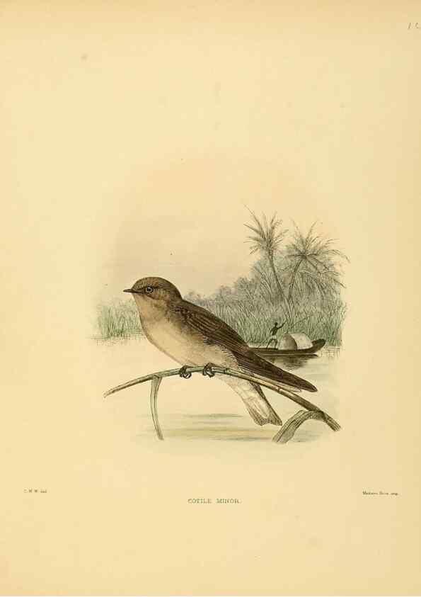 Reproducción/Reproduction 49522624736: A monograph of the Hirundinidae or family of swallows. London :Henry Sotheran & Co.,1885-1894.. 