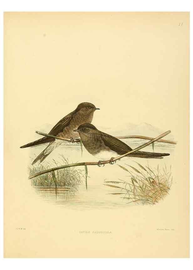 Reproducción/Reproduction 49522841967: A monograph of the Hirundinidae or family of swallows. London :Henry Sotheran & Co.,1885-1894.. 