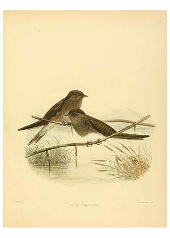 Reproducción/Reproduction 49522841967: A monograph of the Hirundinidae or family of swallows. London :Henry Sotheran & Co.,1885-1894.. 