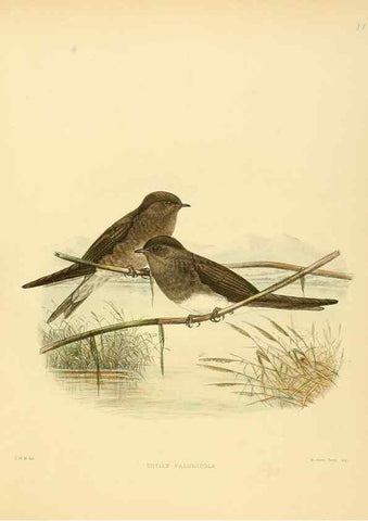 Reproducción/Reproduction 49522841967: A monograph of the Hirundinidae or family of swallows. London :Henry Sotheran & Co.,1885-1894.. 