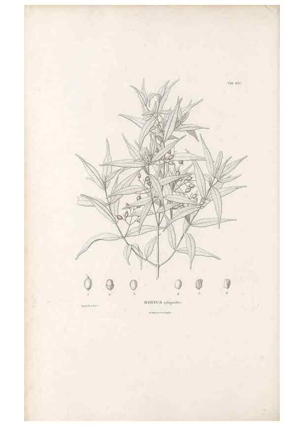 Reproducción/Reproduction 49521332013: Nova genera et species plantarum :. Antverpiae :Ex officina Christophori Plantini ...,1576.. 