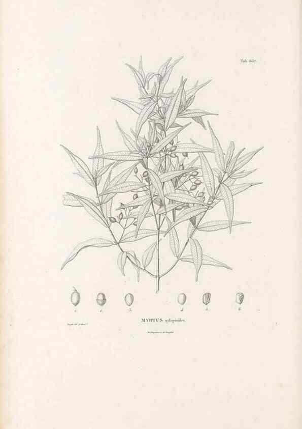 Reproducción/Reproduction 49521332013: Nova genera et species plantarum :. Antverpiae :Ex officina Christophori Plantini ...,1576.. 