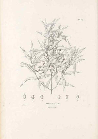 Reproducción/Reproduction 49521332013: Nova genera et species plantarum :. Antverpiae :Ex officina Christophori Plantini ...,1576.. 