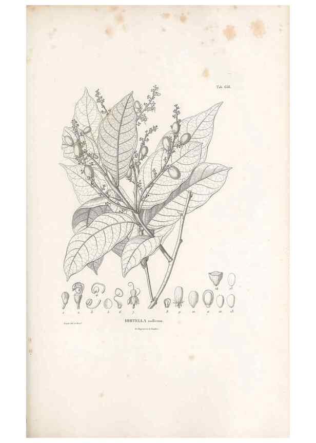 Reproducción/Reproduction 49522066352: Nova genera et species plantarum :. Antverpiae :Ex officina Christophori Plantini ...,1576.. 