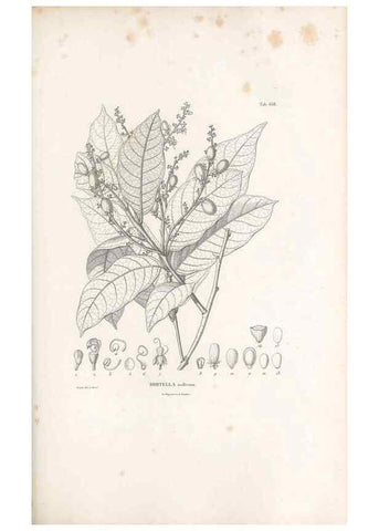 Reproducción/Reproduction 49522066352: Nova genera et species plantarum :. Antverpiae :Ex officina Christophori Plantini ...,1576.. 