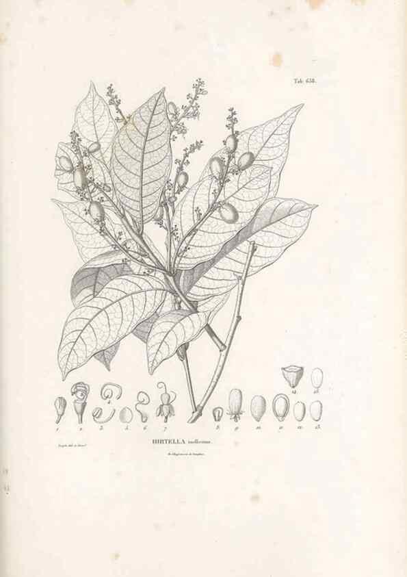 Reproducción/Reproduction 49522066352: Nova genera et species plantarum :. Antverpiae :Ex officina Christophori Plantini ...,1576.. 
