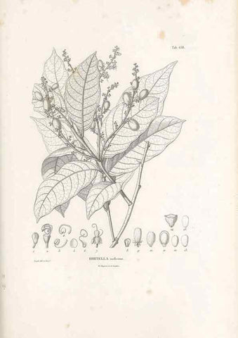 Reproducción/Reproduction 49522066352: Nova genera et species plantarum :. Antverpiae :Ex officina Christophori Plantini ...,1576.. 