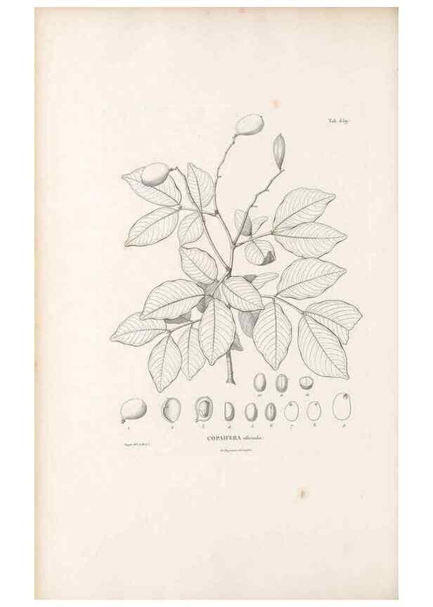 Reproducción/Reproduction 49521854366: Nova genera et species plantarum :. Antverpiae :Ex officina Christophori Plantini ...,1576.. 