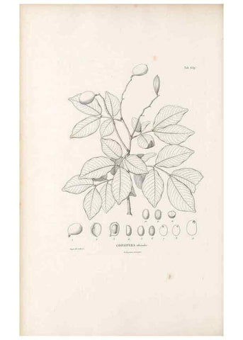 Reproducción/Reproduction 49521854366: Nova genera et species plantarum :. Antverpiae :Ex officina Christophori Plantini ...,1576.. 