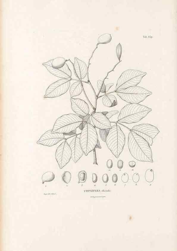 Reproducción/Reproduction 49521854366: Nova genera et species plantarum :. Antverpiae :Ex officina Christophori Plantini ...,1576.. 