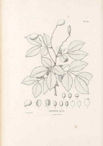Reproducción/Reproduction 49521854366: Nova genera et species plantarum :. Antverpiae :Ex officina Christophori Plantini ...,1576.. 