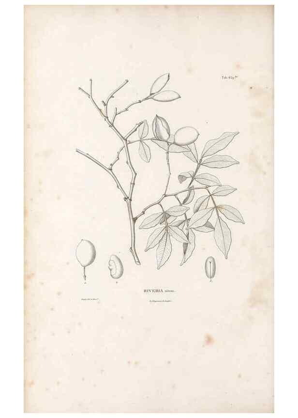 Reproducción/Reproduction 49522067047: Nova genera et species plantarum :. Antverpiae :Ex officina Christophori Plantini ...,1576.. 