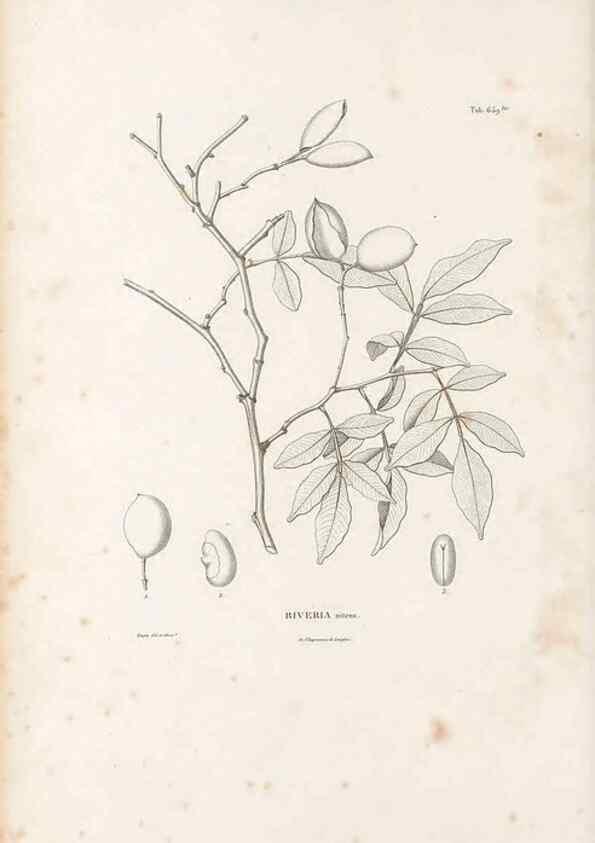Reproducción/Reproduction 49522067047: Nova genera et species plantarum :. Antverpiae :Ex officina Christophori Plantini ...,1576.. 