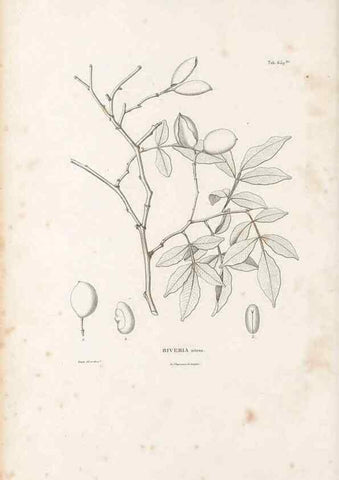 Reproducción/Reproduction 49522067047: Nova genera et species plantarum :. Antverpiae :Ex officina Christophori Plantini ...,1576.. 