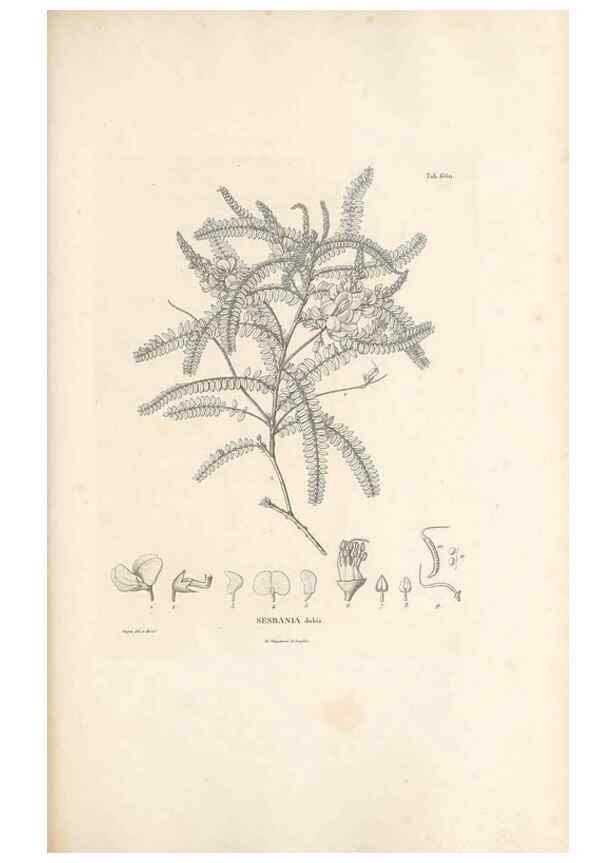Reproducción/Reproduction 49522067382: Nova genera et species plantarum :. Antverpiae :Ex officina Christophori Plantini ...,1576.. 