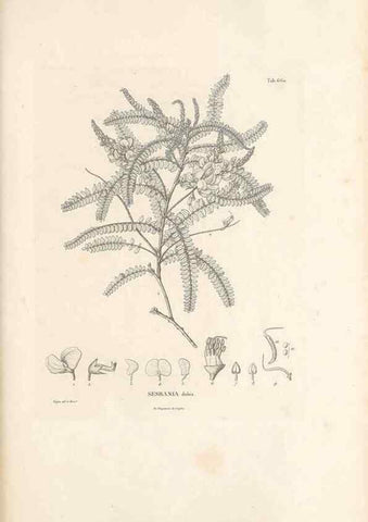 Reproducción/Reproduction 49522067382: Nova genera et species plantarum :. Antverpiae :Ex officina Christophori Plantini ...,1576.. 
