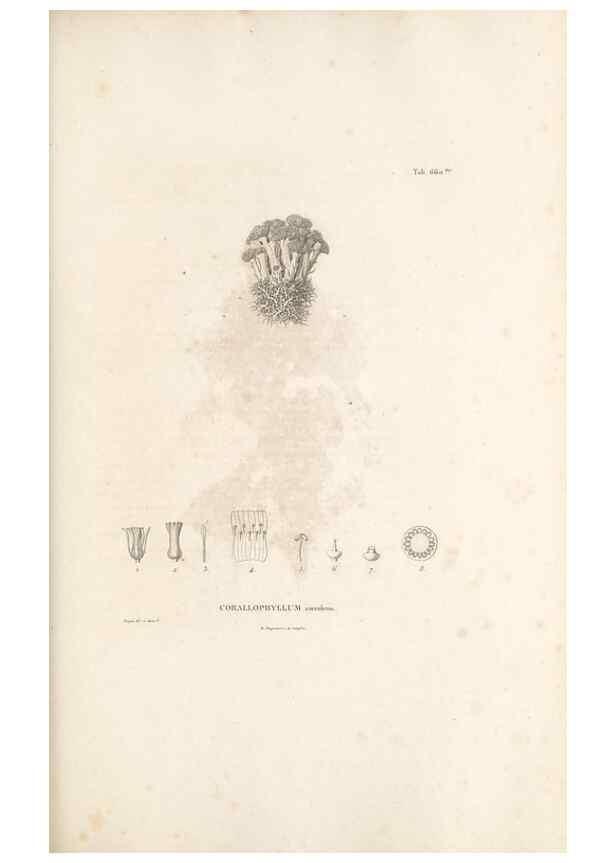 Reproducción/Reproduction 49521855356: Nova genera et species plantarum :. Antverpiae :Ex officina Christophori Plantini ...,1576.. 