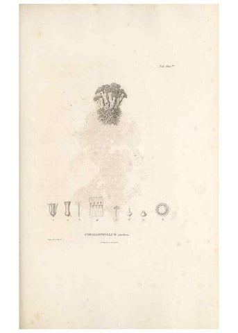 Reproducción/Reproduction 49521855356: Nova genera et species plantarum :. Antverpiae :Ex officina Christophori Plantini ...,1576.. 