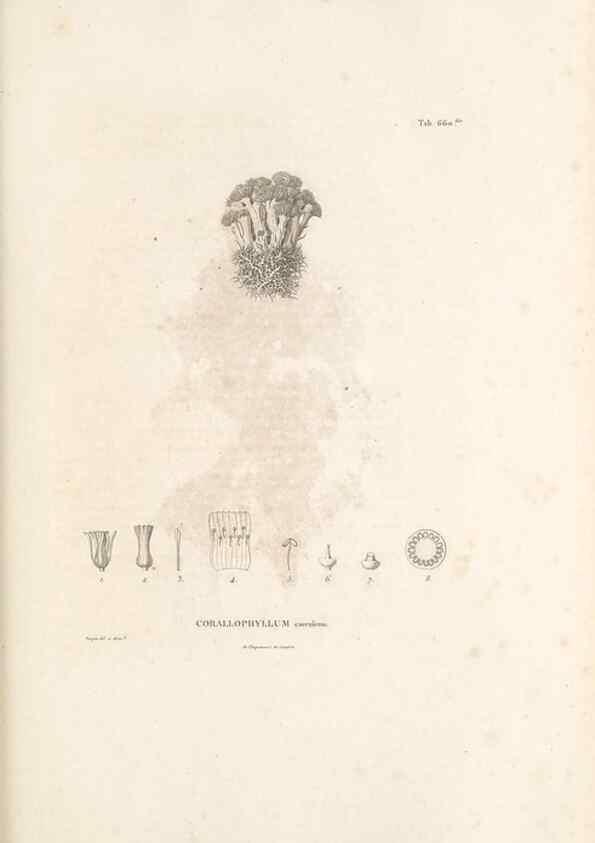 Reproducción/Reproduction 49521855356: Nova genera et species plantarum :. Antverpiae :Ex officina Christophori Plantini ...,1576.. 
