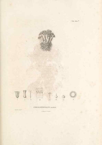 Reproducción/Reproduction 49521855356: Nova genera et species plantarum :. Antverpiae :Ex officina Christophori Plantini ...,1576.. 