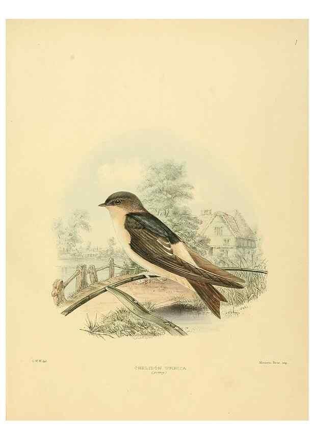 Reproducción/Reproduction 49522622081: A monograph of the Hirundinidae or family of swallows. London :Henry Sotheran & Co.,1885-1894.. 