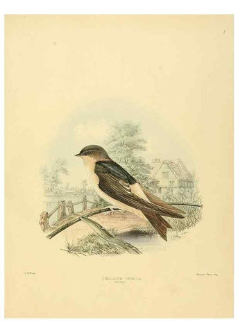 Reproducción/Reproduction 49522622081: A monograph of the Hirundinidae or family of swallows. London :Henry Sotheran & Co.,1885-1894.. 