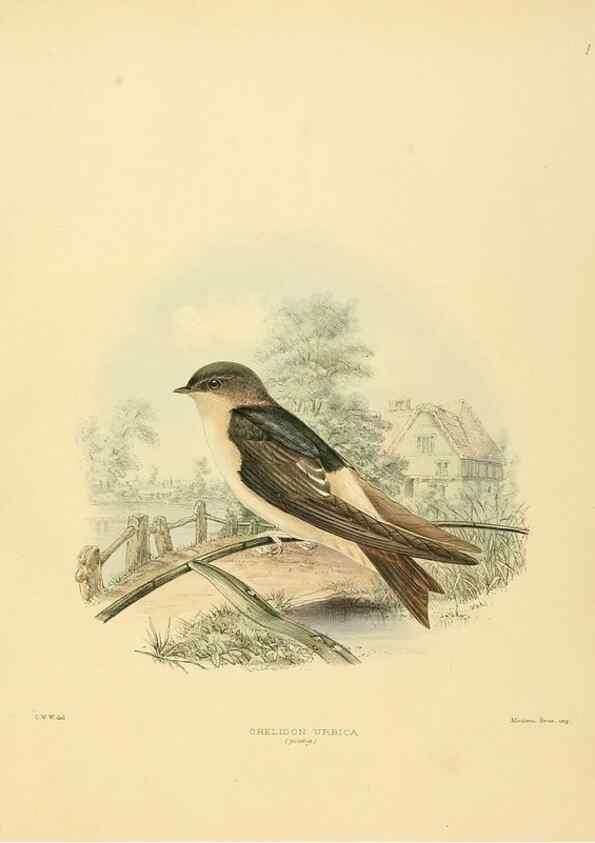 Reproducción/Reproduction 49522622081: A monograph of the Hirundinidae or family of swallows. London :Henry Sotheran & Co.,1885-1894.. 