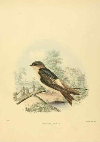 Reproducción/Reproduction 49522622081: A monograph of the Hirundinidae or family of swallows. London :Henry Sotheran & Co.,1885-1894.. 