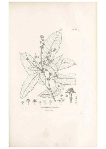 Reproducción/Reproduction 49521331353: Nova genera et species plantarum :. Antverpiae :Ex officina Christophori Plantini ...,1576.. 