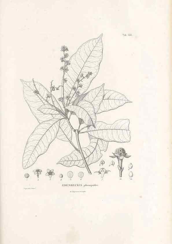 Reproducción/Reproduction 49521331353: Nova genera et species plantarum :. Antverpiae :Ex officina Christophori Plantini ...,1576.. 