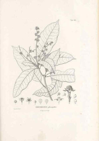 Reproducción/Reproduction 49521331353: Nova genera et species plantarum :. Antverpiae :Ex officina Christophori Plantini ...,1576.. 