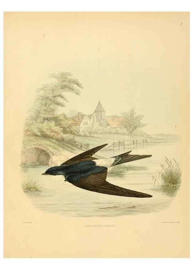 Reproducción/Reproduction 49522839822: A monograph of the Hirundinidae or family of swallows. London :Henry Sotheran & Co.,1885-1894.. 