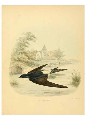 Reproducción/Reproduction 49522839822: A monograph of the Hirundinidae or family of swallows. London :Henry Sotheran & Co.,1885-1894.. 