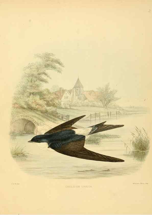 Reproducción/Reproduction 49522839822: A monograph of the Hirundinidae or family of swallows. London :Henry Sotheran & Co.,1885-1894.. 