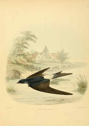 Reproducción/Reproduction 49522839822: A monograph of the Hirundinidae or family of swallows. London :Henry Sotheran & Co.,1885-1894.. 