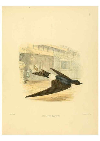 Reproducción/Reproduction 49522102618: A monograph of the Hirundinidae or family of swallows. London :Henry Sotheran & Co.,1885-1894.. 