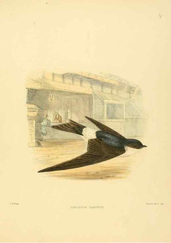 Reproducción/Reproduction 49522102618: A monograph of the Hirundinidae or family of swallows. London :Henry Sotheran & Co.,1885-1894.. 