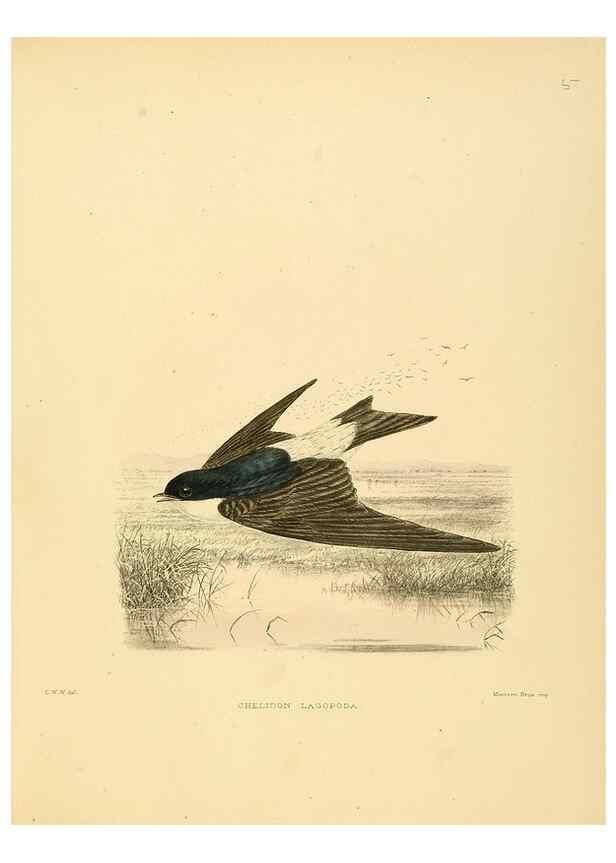 Reproducción/Reproduction 49522623016: A monograph of the Hirundinidae or family of swallows. London :Henry Sotheran & Co.,1885-1894.. 