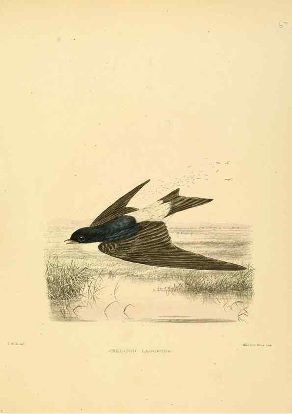 Reproducción/Reproduction 49522623016: A monograph of the Hirundinidae or family of swallows. London :Henry Sotheran & Co.,1885-1894.. 