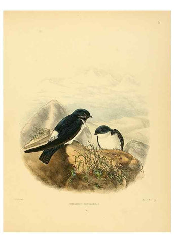 Reproducción/Reproduction 49522623251: A monograph of the Hirundinidae or family of swallows. London :Henry Sotheran & Co.,1885-1894.. 