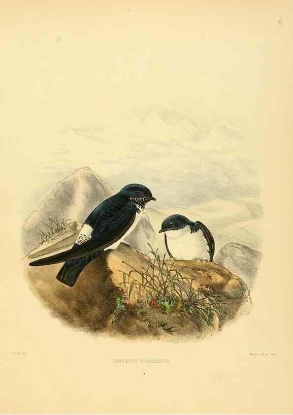 Reproducción/Reproduction 49522623251: A monograph of the Hirundinidae or family of swallows. London :Henry Sotheran & Co.,1885-1894.. 