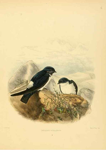 Reproducción/Reproduction 49522623251: A monograph of the Hirundinidae or family of swallows. London :Henry Sotheran & Co.,1885-1894.. 