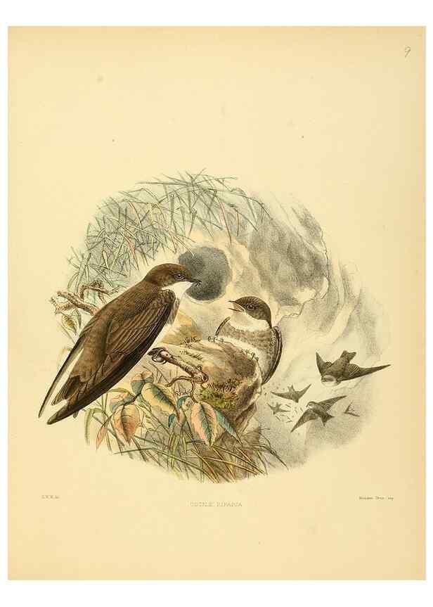 Reproducción/Reproduction 49522623981: A monograph of the Hirundinidae or family of swallows. London :Henry Sotheran & Co.,1885-1894.. 