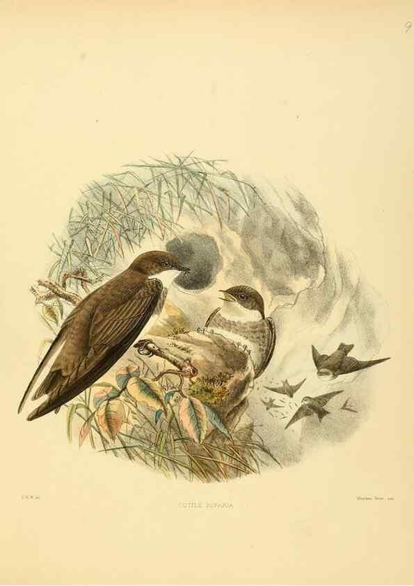 Reproducción/Reproduction 49522623981: A monograph of the Hirundinidae or family of swallows. London :Henry Sotheran & Co.,1885-1894.. 
